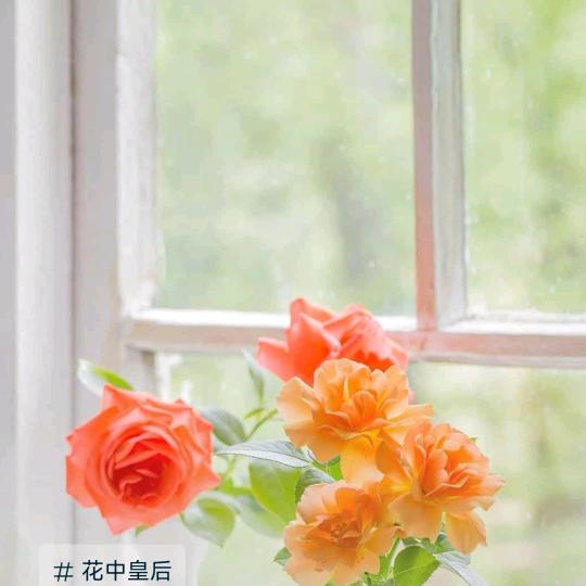 遥远的桥