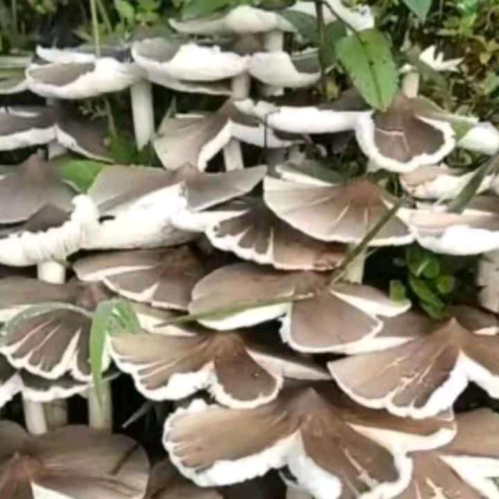 又想相好又无缘👬