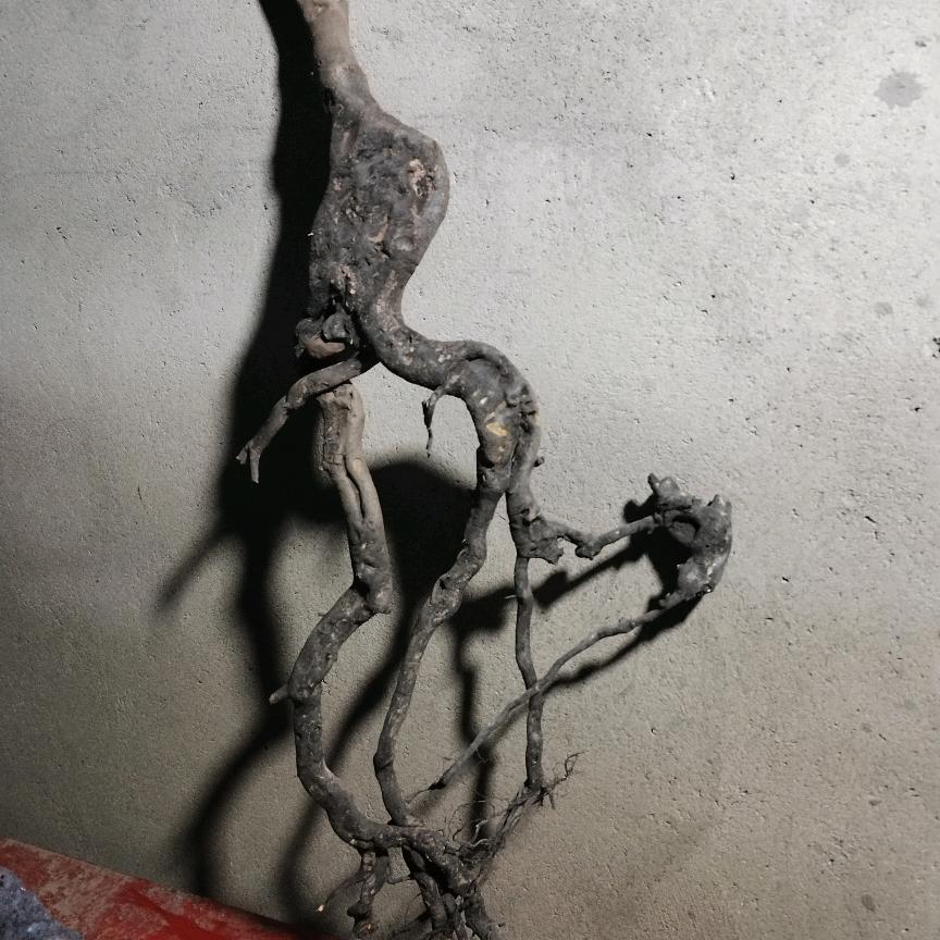 奇装怪景金弹子