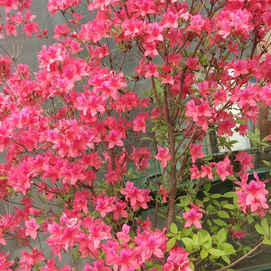 花开富贵🌸