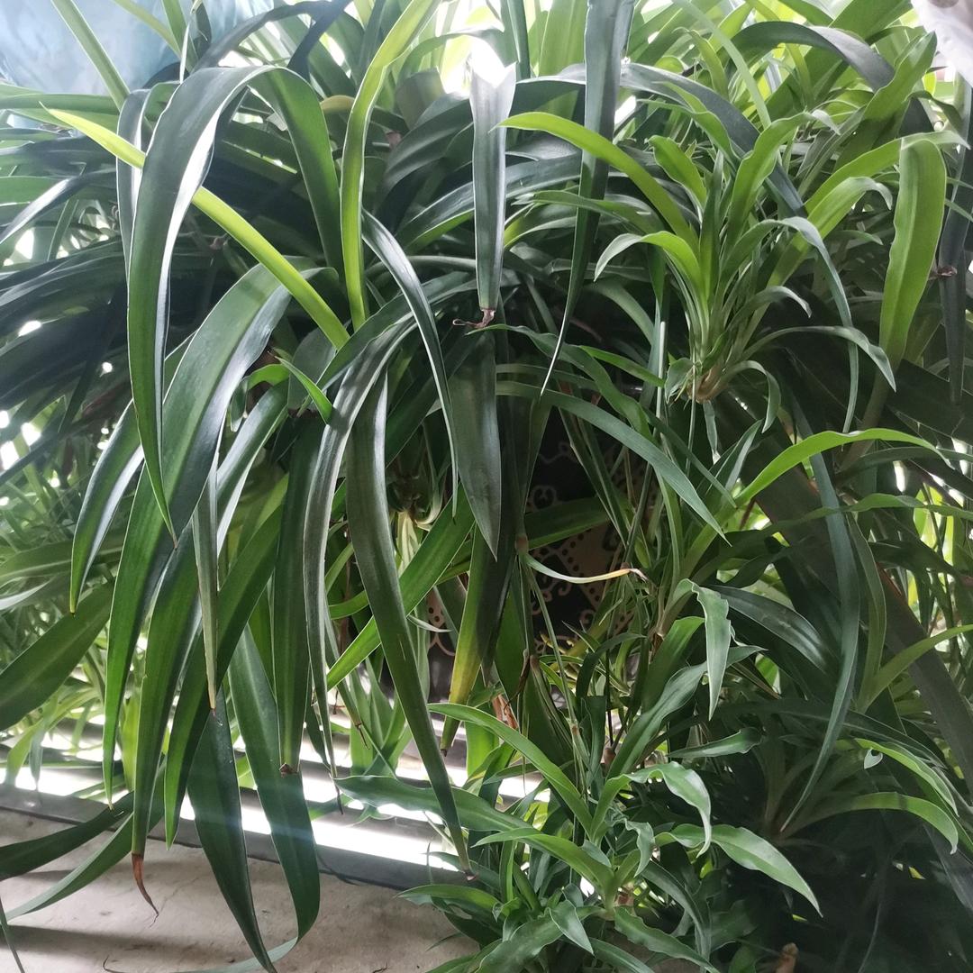 王翠翠