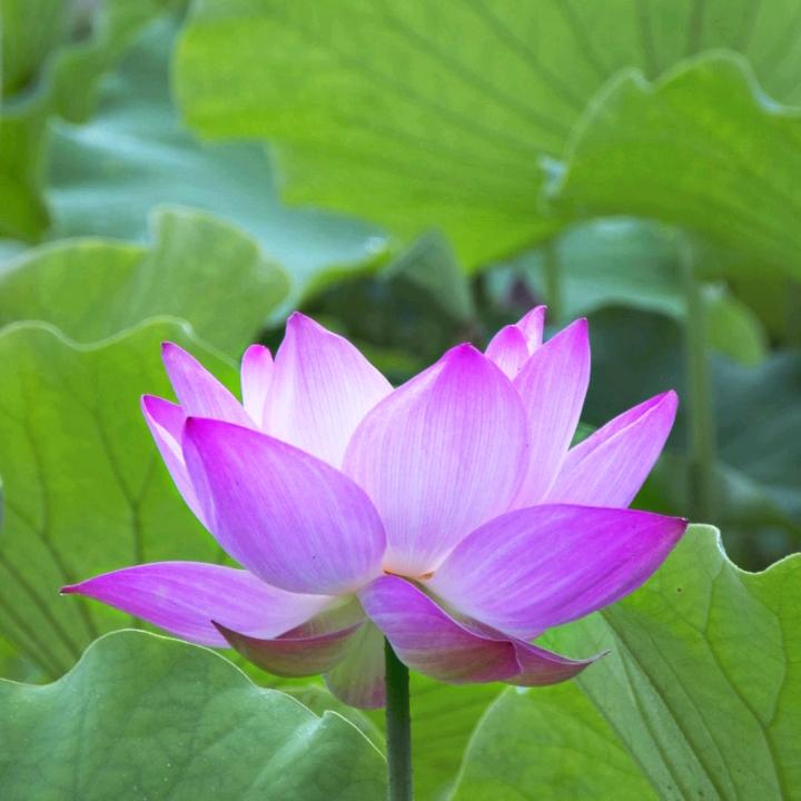 胥家姑娘 😃🍎