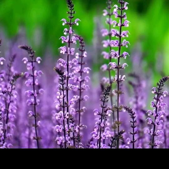 抖音用户13589474563