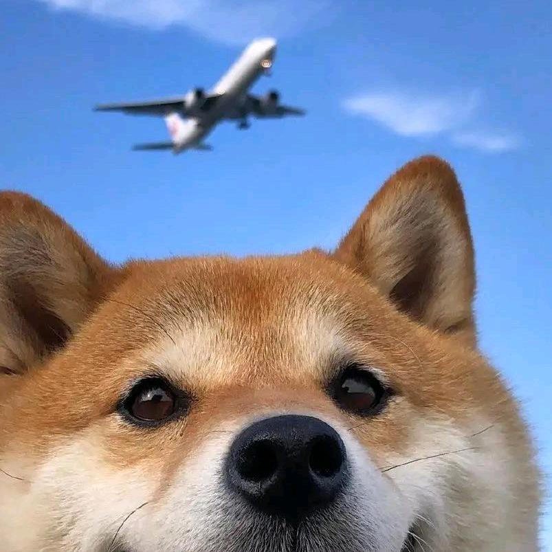 丁八杠