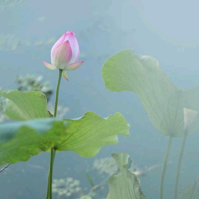 茶芯