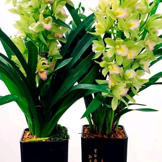 💞🌹💞被遗忘💞🌹💞