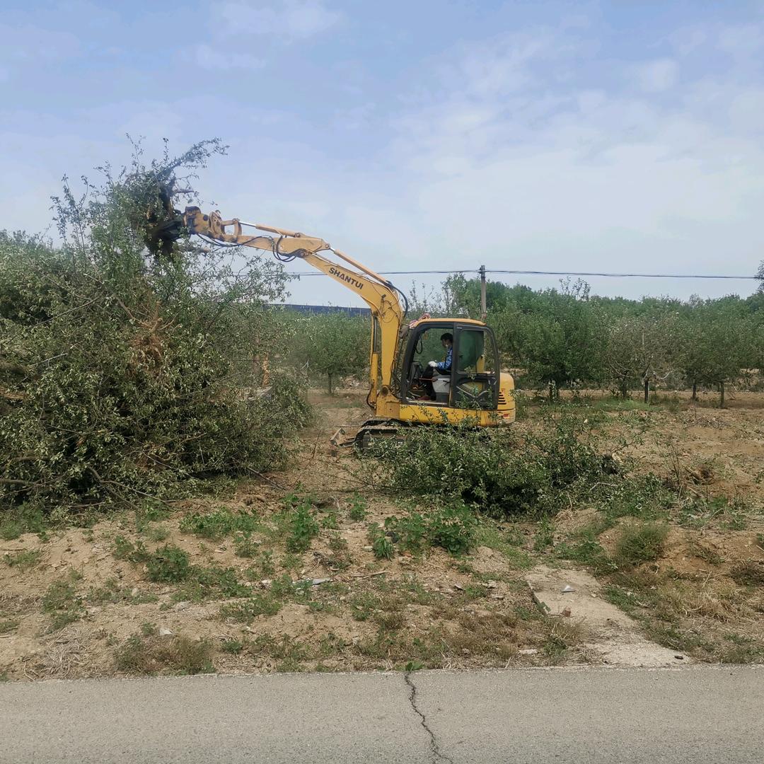 大量收购苹果树，杂树，