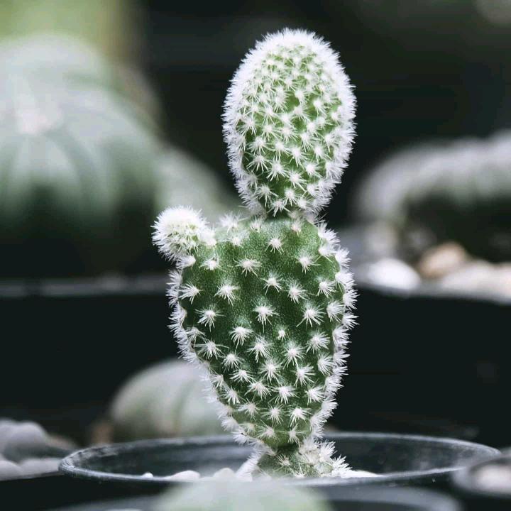 方圆