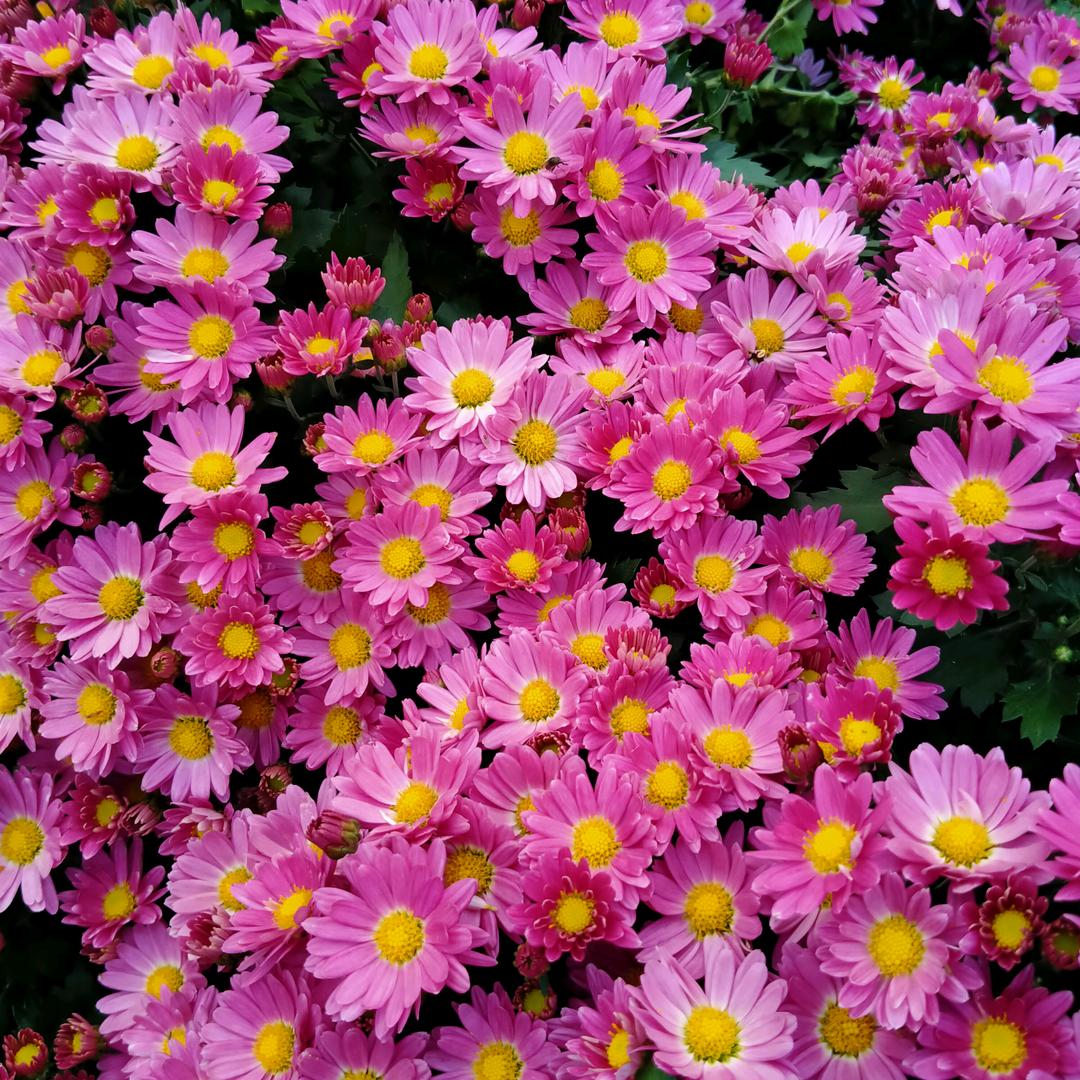 珍惜余生🍁🍁🍁