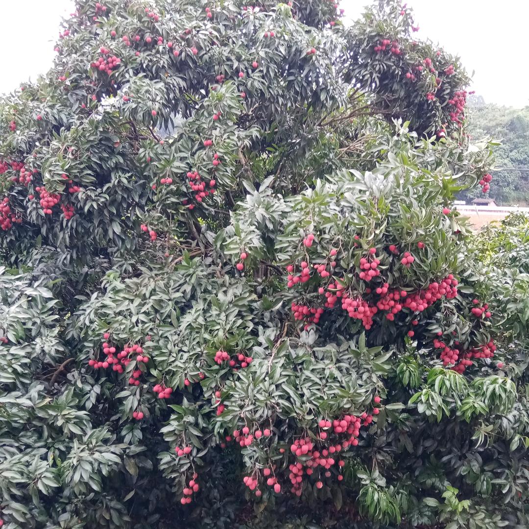 昨日重现