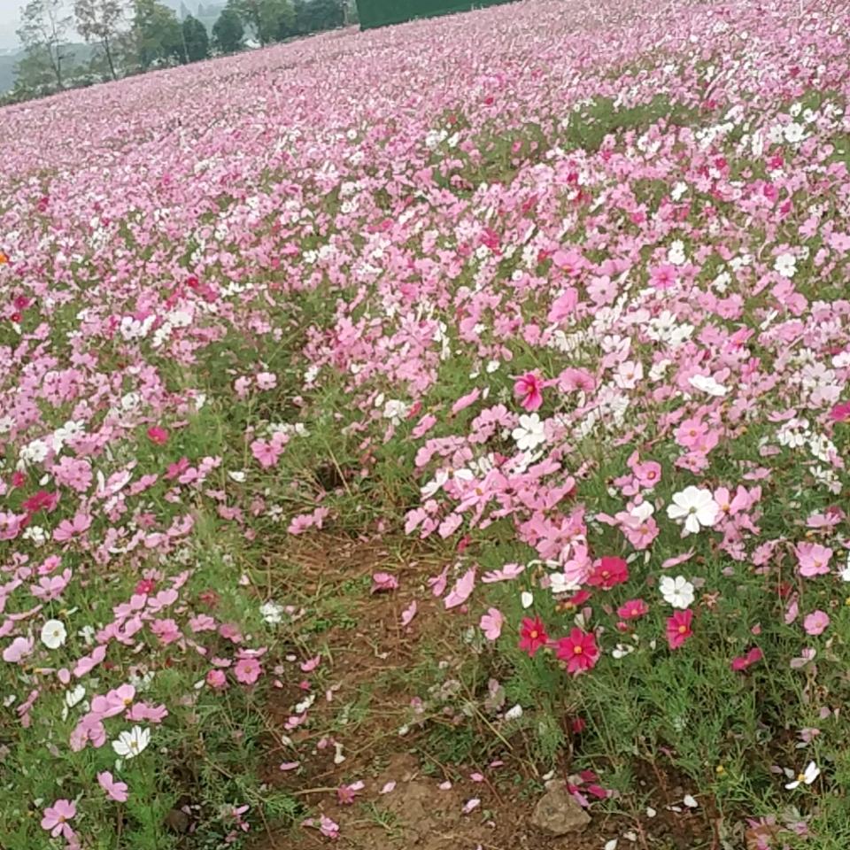 顺华请抖音管方帮我查是谁道用我的帐号查