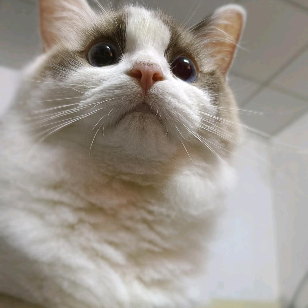 诺忠于哥