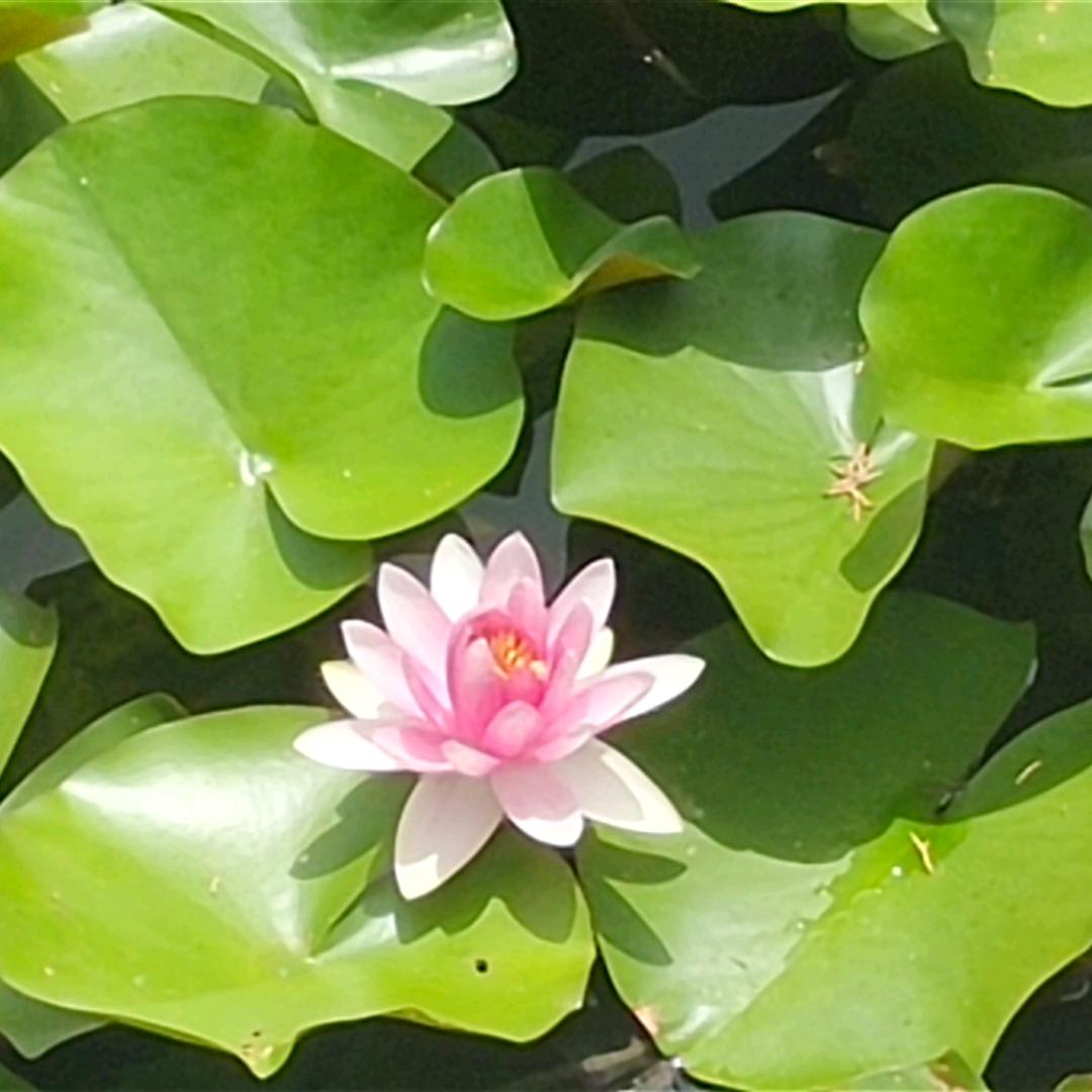 人生如梦