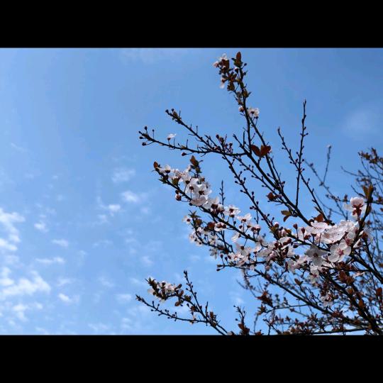 梅姨