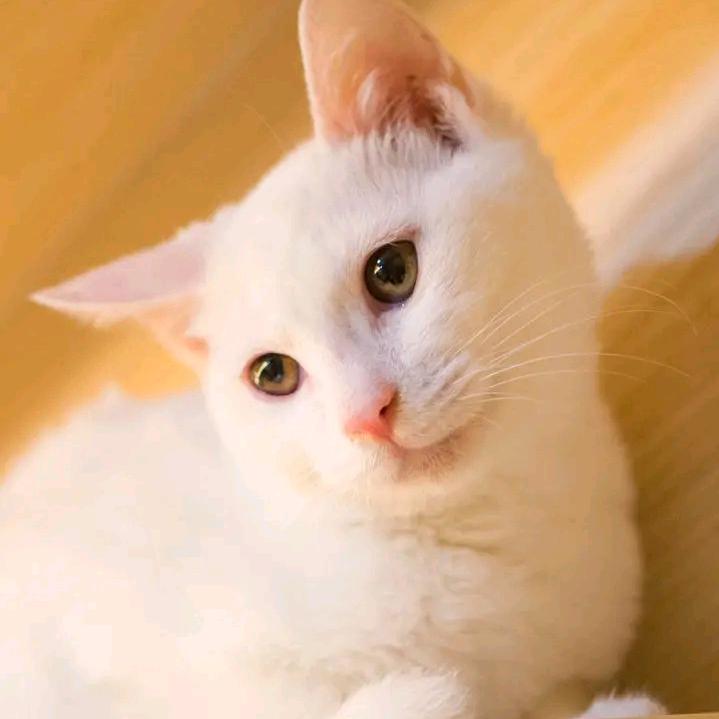 天猫