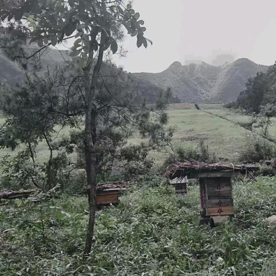 问心（生态中华蜂）