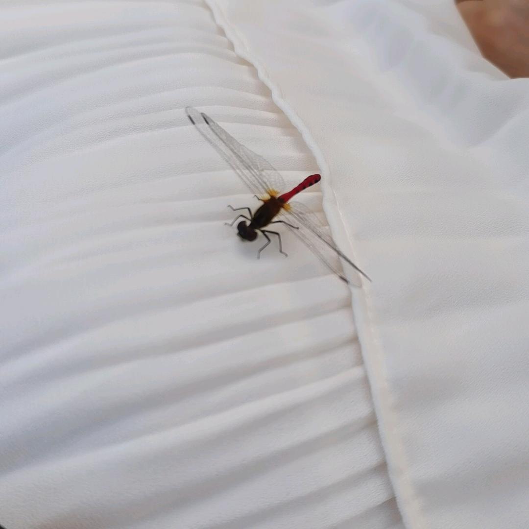 💕এℳ幸运💕星