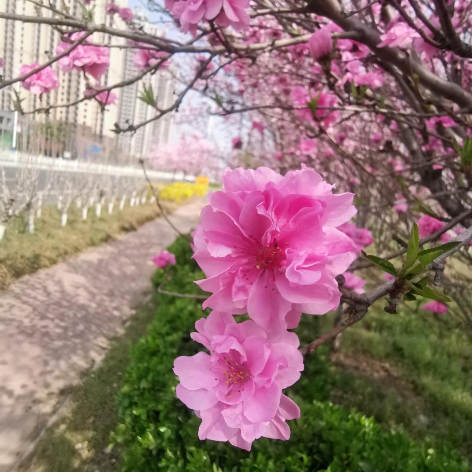 云淡风轻手机摄影