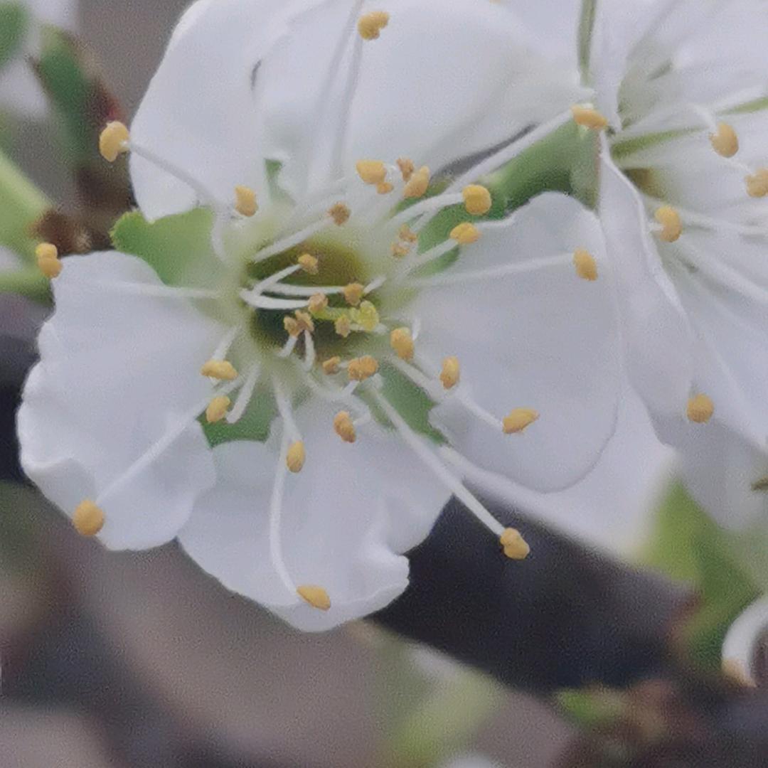 蜂糖李阿木