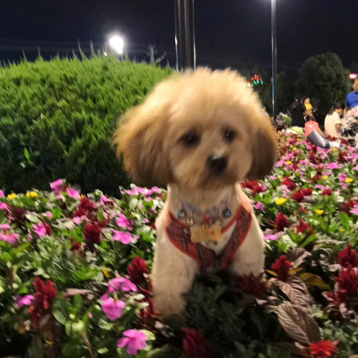 爱撵鸡的小嘀嗒