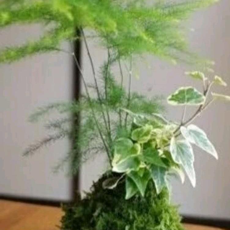 苏兰