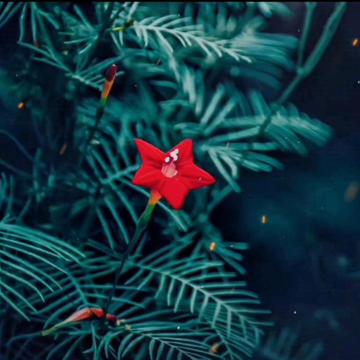 小五之语🌟