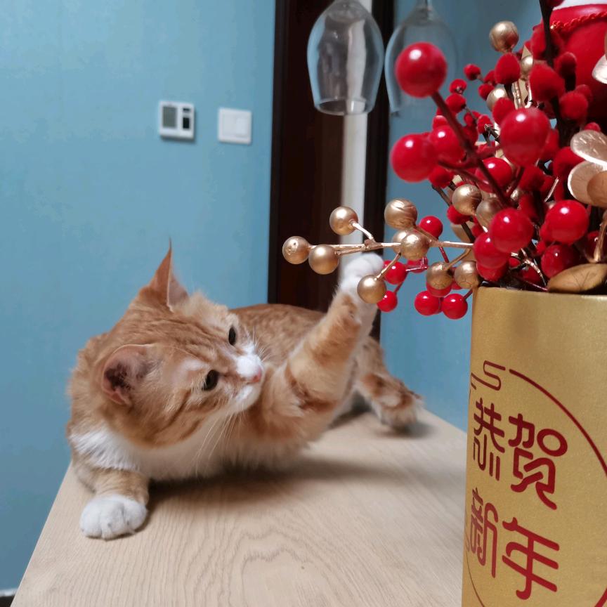 大白&怂怂