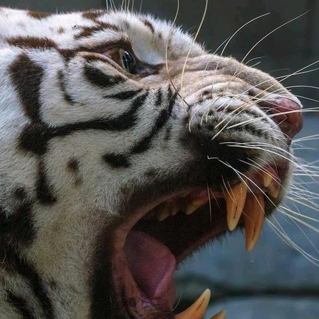 王者行