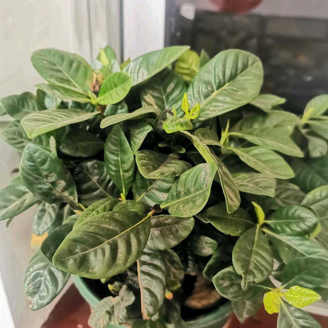 苍穹