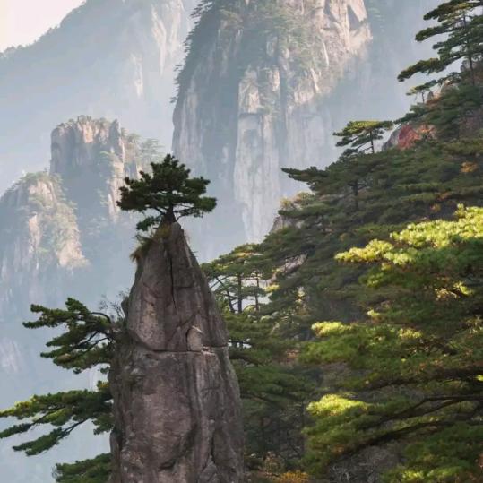漂泊的游子