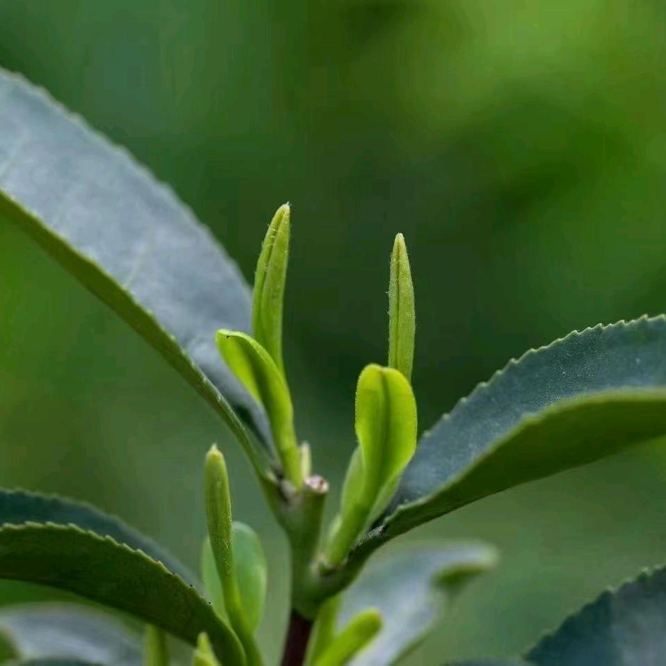 信阳茶三代 长江