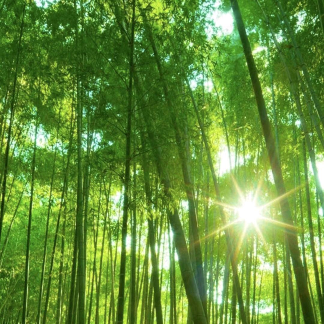 岁岁平安🍀