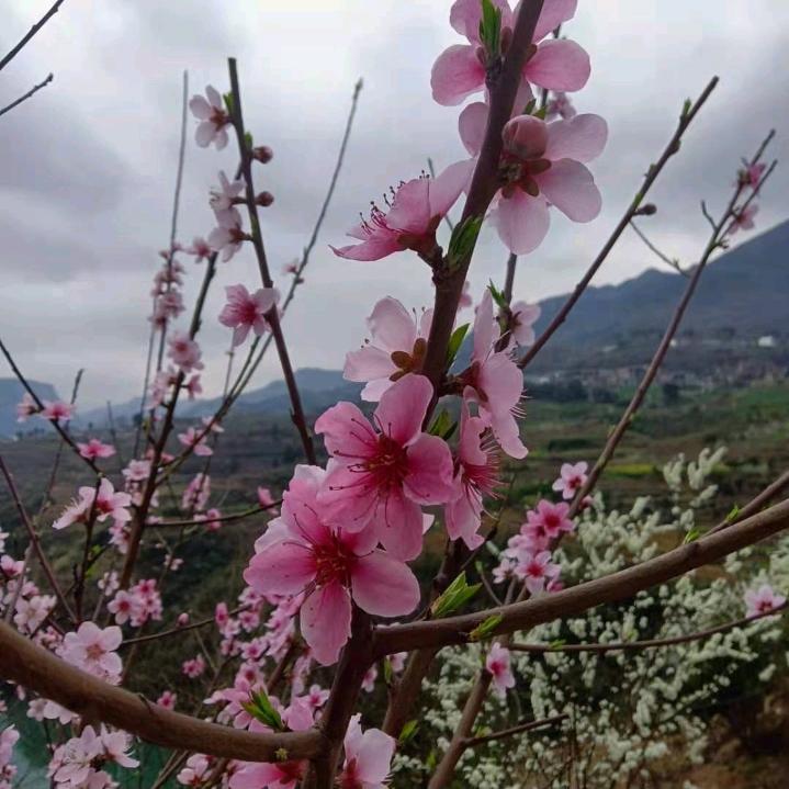 山河不如泪