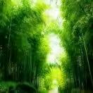 绿色世界，永远健康