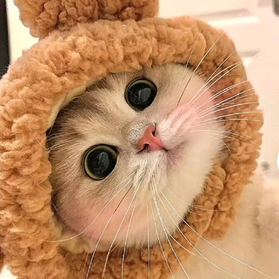 程玖儿