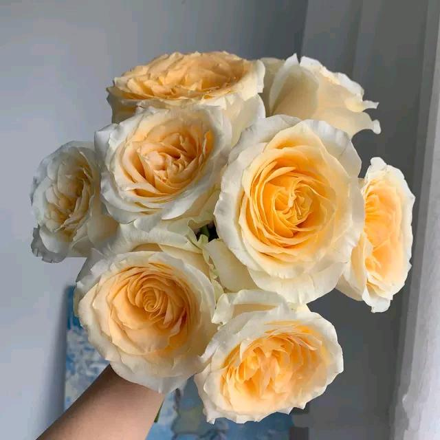 艾瑞卡