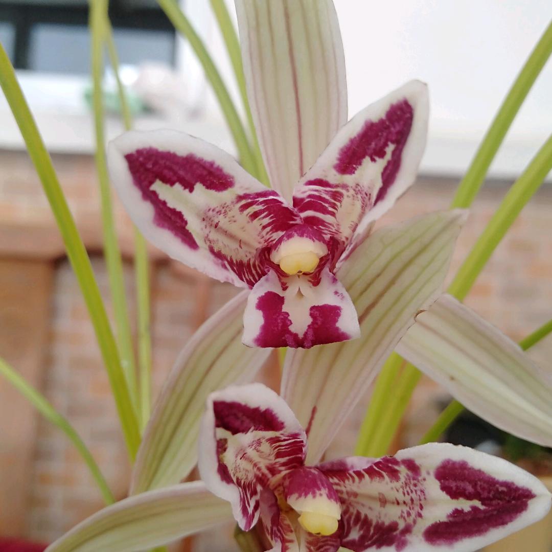 烟台椿禾兰苑～老班长