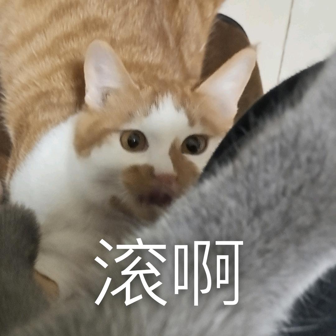 软总