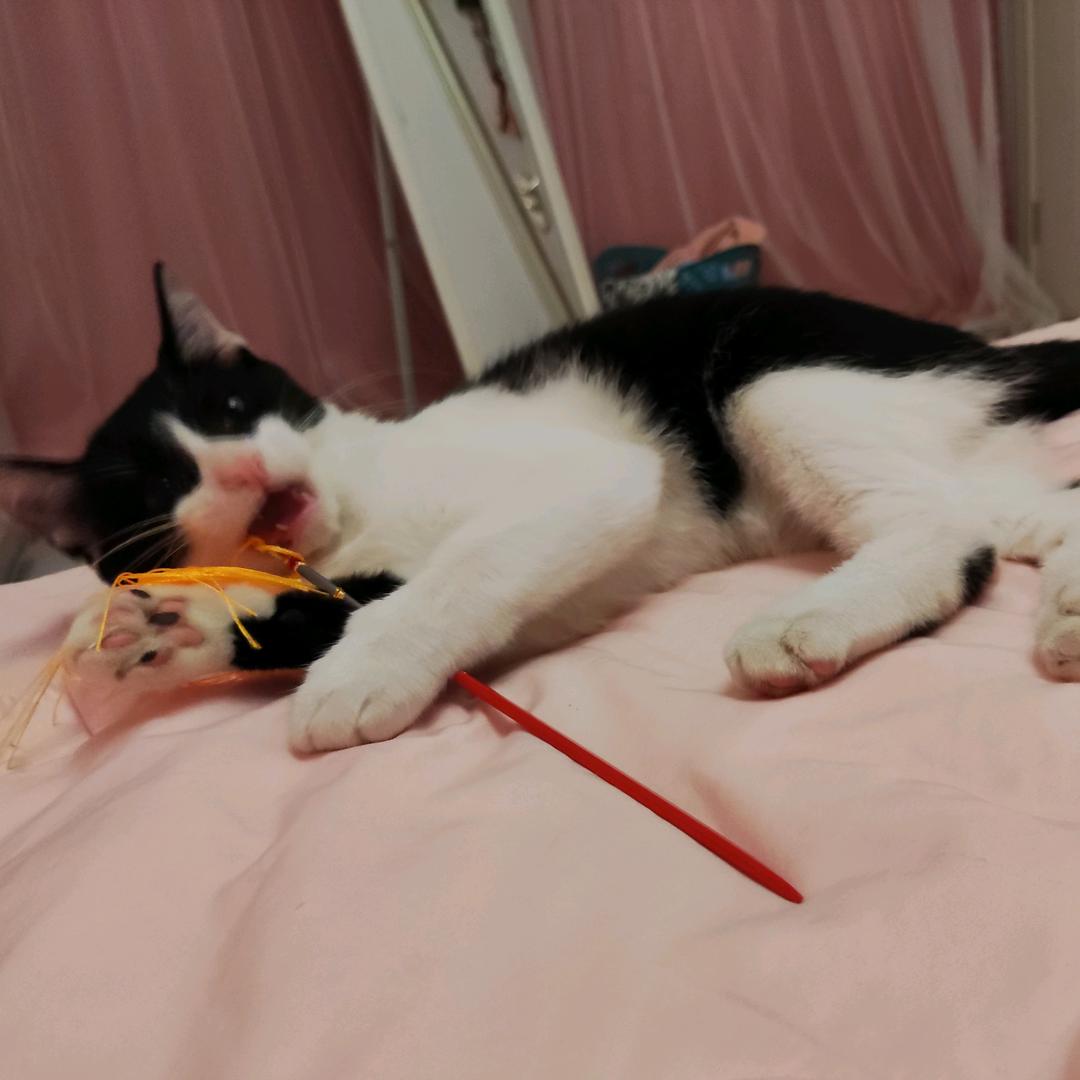 猪仔打佩奇！