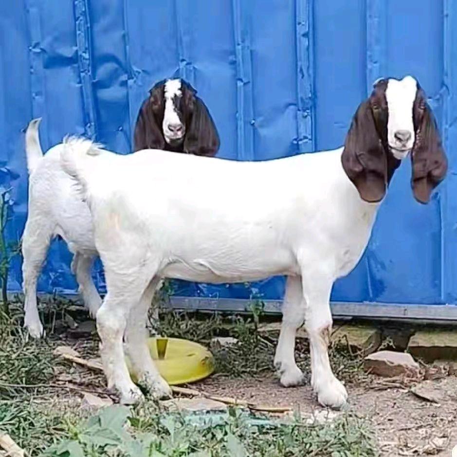 合家牧业养殖～波尔山羊🐐