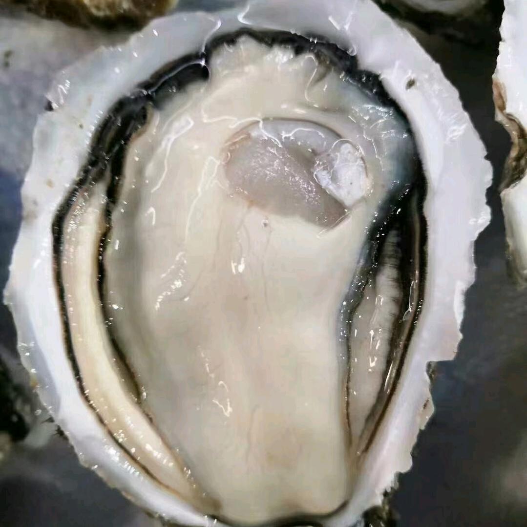 湛江官渡生蚝烧烤