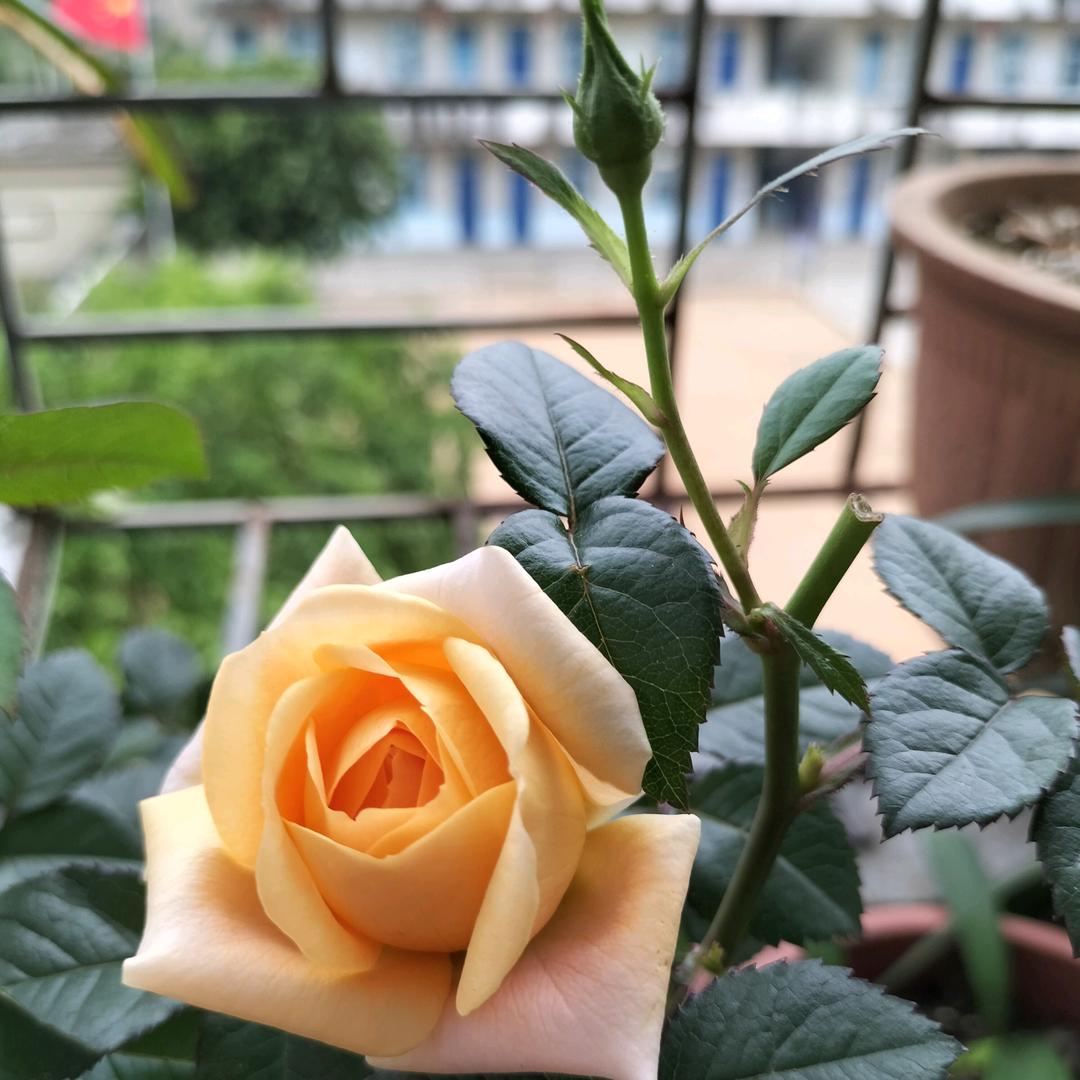 学会爱自己