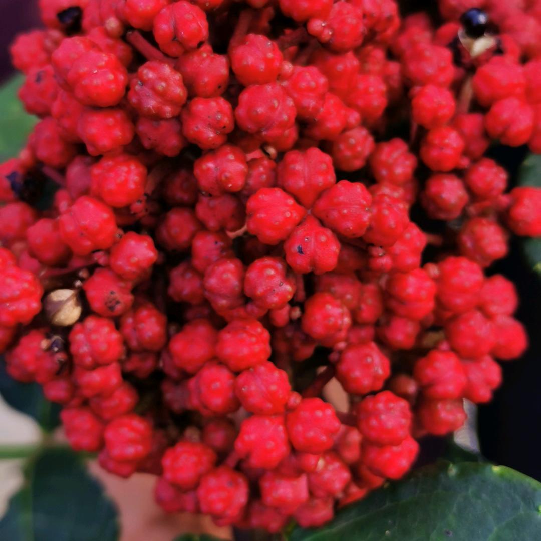 武都花椒，喜籽种植合作社