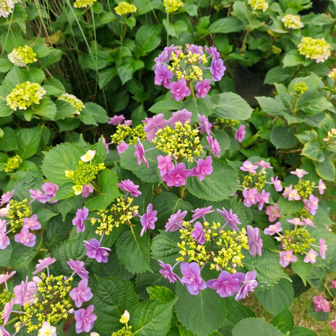 谢玉玲🍀.