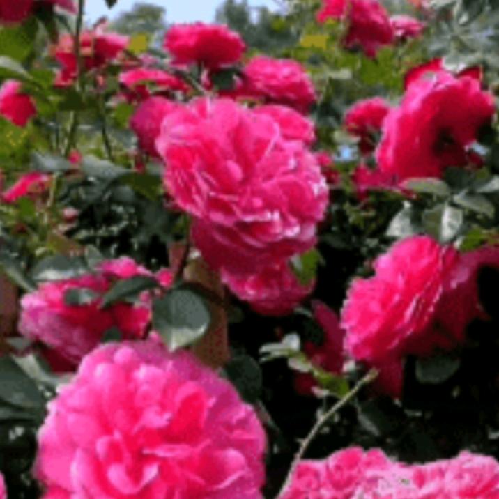 云姐(拒绝私聊)