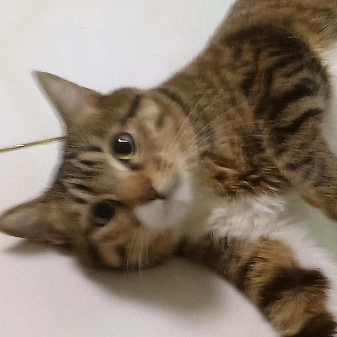 风风火火