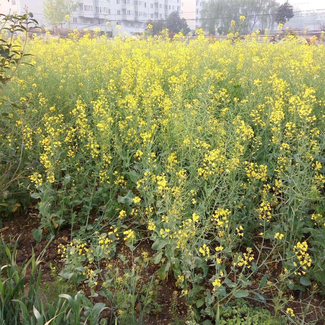 静待花开