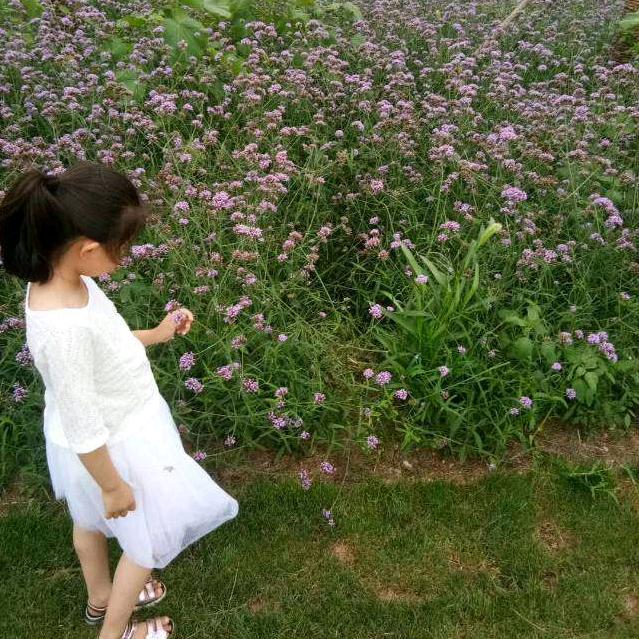 萌萌