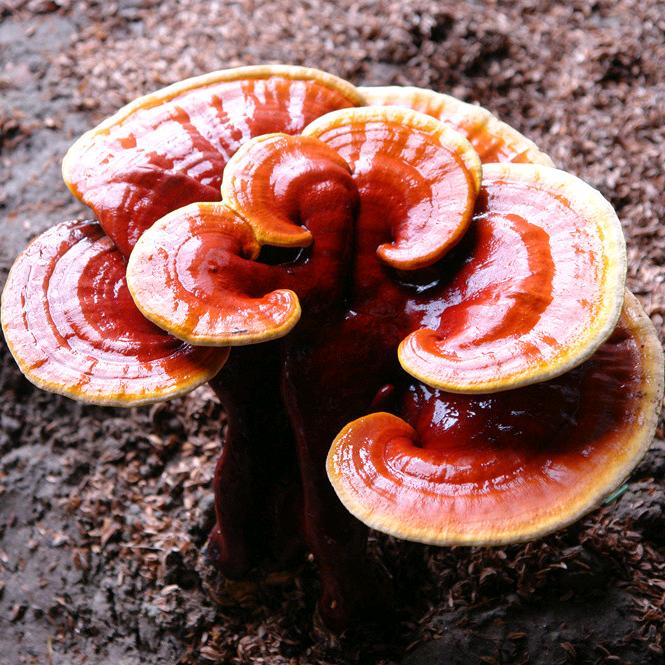 晓君🍄