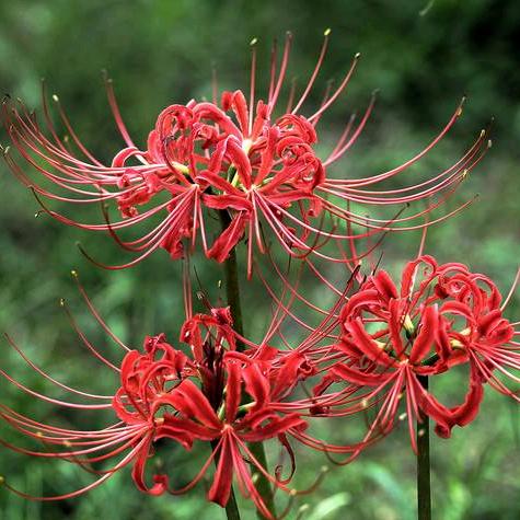 wLz。往后余生不打扰